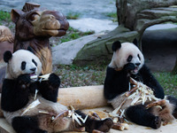 Giant pandas ''Yu Ke'' and ''Yu Ai'' have a meal at Chongqing Zoo in Chongqing, China, on October 20, 2024. (