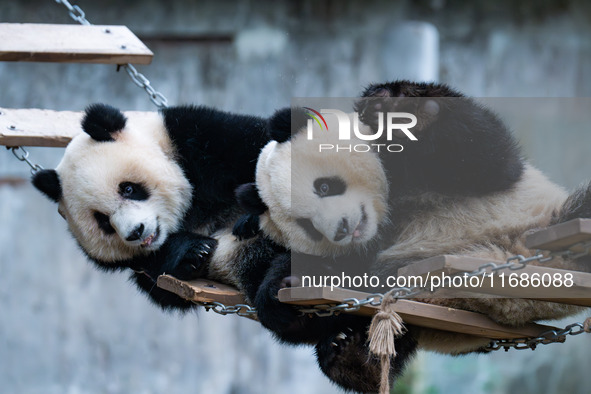 Giant pandas ''Yu Ke'' and ''Yu Ai'' play on a pontoon bridge at Chongqing Zoo in Chongqing, China, on October 20, 2024. 