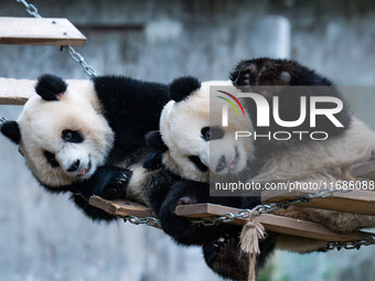 Giant pandas ''Yu Ke'' and ''Yu Ai'' play on a pontoon bridge at Chongqing Zoo in Chongqing, China, on October 20, 2024. (