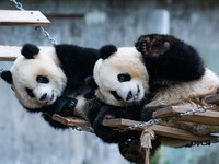 Giant pandas ''Yu Ke'' and ''Yu Ai'' play on a pontoon bridge at Chongqing Zoo in Chongqing, China, on October 20, 2024. (