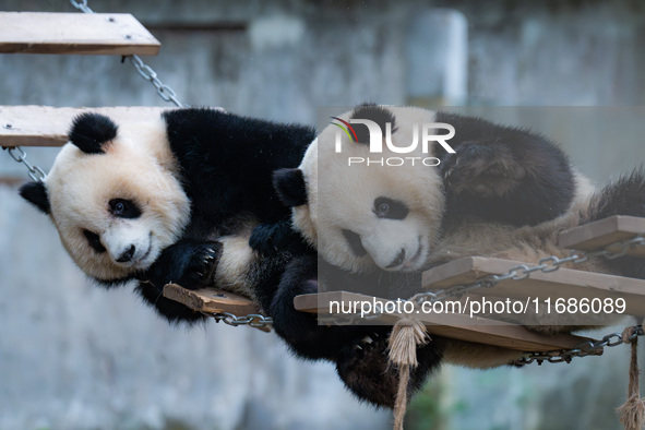 Giant pandas ''Yu Ke'' and ''Yu Ai'' play on a pontoon bridge at Chongqing Zoo in Chongqing, China, on October 20, 2024. 