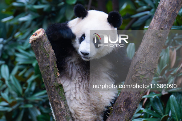 Giant panda Mang Cancan climbs a tree at Chongqing Zoo in Chongqing, China, on October 20, 2024. 