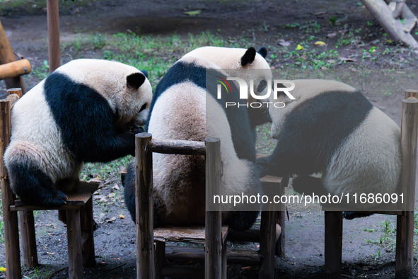 Giant pandas gather around a table for dinner at Chongqing Zoo in Chongqing, China, on October 20, 2024. 