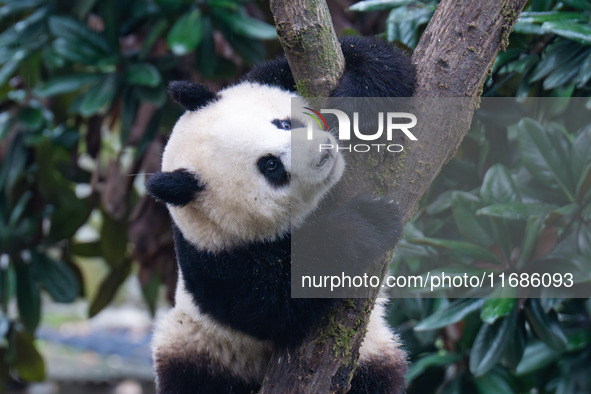 Giant panda Mang Cancan climbs a tree at Chongqing Zoo in Chongqing, China, on October 20, 2024. 