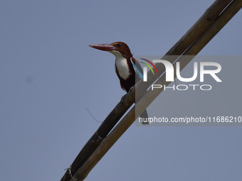 A kingfisher waits for its prey in Morigaon District, Assam, India, on October 20, 2024. (