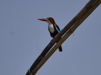 A kingfisher waits for its prey in Morigaon District, Assam, India, on October 20, 2024. (