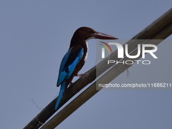 A kingfisher waits for its prey in Morigaon District, Assam, India, on October 20, 2024. (