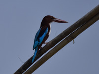 A kingfisher waits for its prey in Morigaon District, Assam, India, on October 20, 2024. (