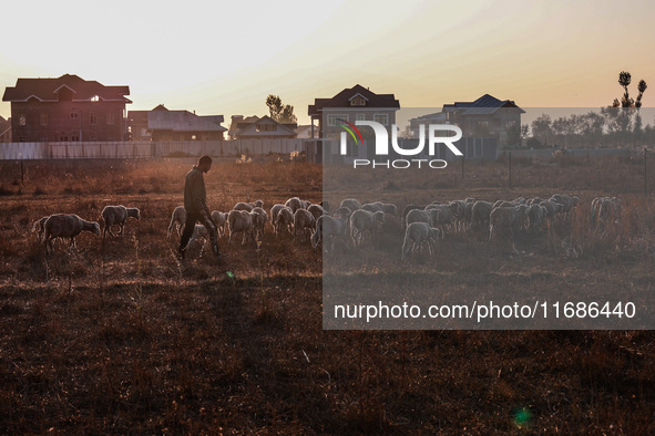 A shepherd walks along a flock of sheep during a sunset in Sopore, Jammu and Kashmir, India, on October 19, 2024. 