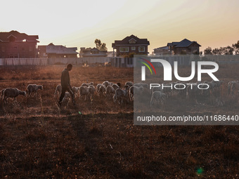 A shepherd walks along a flock of sheep during a sunset in Sopore, Jammu and Kashmir, India, on October 19, 2024. (