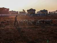 A shepherd walks along a flock of sheep during a sunset in Sopore, Jammu and Kashmir, India, on October 19, 2024. (