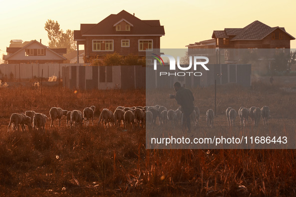 A shepherd walks along a flock of sheep during a sunset in Sopore, Jammu and Kashmir, India, on October 19, 2024. 