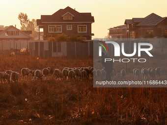 A shepherd walks along a flock of sheep during a sunset in Sopore, Jammu and Kashmir, India, on October 19, 2024. (