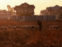 A shepherd walks along a flock of sheep during a sunset in Sopore, Jammu and Kashmir, India, on October 19, 2024. (