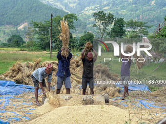 Farmers harvest paddy crops in the traditional way on farmland in Nuwakot, Nepal, on October 20, 2024. (