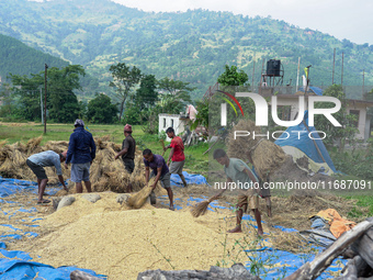 Farmers harvest paddy crops in the traditional way on farmland in Nuwakot, Nepal, on October 20, 2024. (