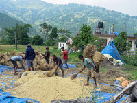 Farmers harvest paddy crops in the traditional way on farmland in Nuwakot, Nepal, on October 20, 2024. (