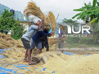 Farmers harvest paddy crops in the traditional way on farmland in Nuwakot, Nepal, on October 20, 2024. (