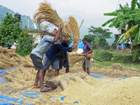 Farmers harvest paddy crops in the traditional way on farmland in Nuwakot, Nepal, on October 20, 2024. (