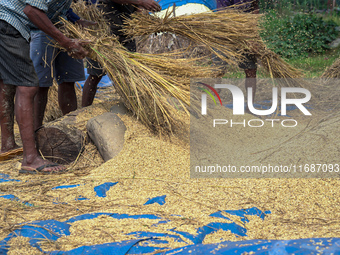 Farmers harvest paddy crops in the traditional way on farmland in Nuwakot, Nepal, on October 20, 2024. (