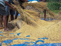 Farmers harvest paddy crops in the traditional way on farmland in Nuwakot, Nepal, on October 20, 2024. (