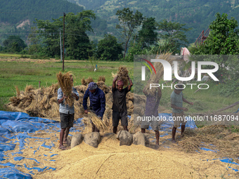 Farmers harvest paddy crops in the traditional way on farmland in Nuwakot, Nepal, on October 20, 2024. (