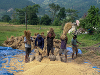 Farmers harvest paddy crops in the traditional way on farmland in Nuwakot, Nepal, on October 20, 2024. (