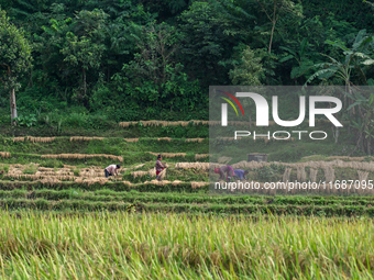 Farmers harvest paddy crops in the traditional way on farmland in Nuwakot, Nepal, on October 20, 2024. (