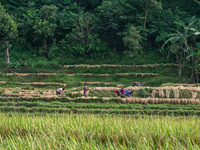 Farmers harvest paddy crops in the traditional way on farmland in Nuwakot, Nepal, on October 20, 2024. (