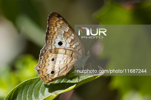 Anartia is a genus of butterflies in the family Nymphalidae and subfamily Nymphalinae, found in tropical and subtropical areas in the Americ...