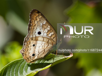 Anartia is a genus of butterflies in the family Nymphalidae and subfamily Nymphalinae, found in tropical and subtropical areas in the Americ...