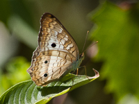 Anartia is a genus of butterflies in the family Nymphalidae and subfamily Nymphalinae, found in tropical and subtropical areas in the Americ...