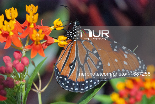 The queen butterfly (Danaus gilippus) is a North and South American butterfly in the family Nymphalidae with a wingspan of 80-85 mm (3+1/8-3...