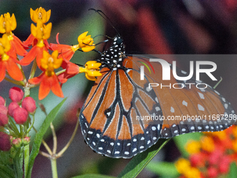 The queen butterfly (Danaus gilippus) is a North and South American butterfly in the family Nymphalidae with a wingspan of 80-85 mm (3+1/8-3...