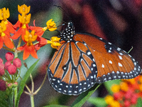 The queen butterfly (Danaus gilippus) is a North and South American butterfly in the family Nymphalidae with a wingspan of 80-85 mm (3+1/8-3...