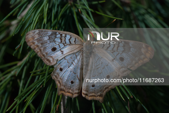 Anartia is a genus of butterflies in the family Nymphalidae and subfamily Nymphalinae, found in tropical and subtropical areas in the Americ...