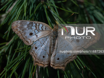 Anartia is a genus of butterflies in the family Nymphalidae and subfamily Nymphalinae, found in tropical and subtropical areas in the Americ...