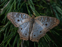 Anartia is a genus of butterflies in the family Nymphalidae and subfamily Nymphalinae, found in tropical and subtropical areas in the Americ...