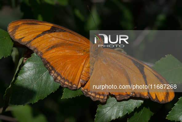 Dryas iulia, commonly called the Julia butterfly, Julia heliconian, the flame, or flambeau, is a species of brush-footed butterfly. It is th...