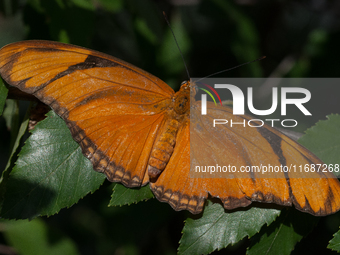 Dryas iulia, commonly called the Julia butterfly, Julia heliconian, the flame, or flambeau, is a species of brush-footed butterfly. It is th...