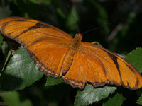 Dryas iulia, commonly called the Julia butterfly, Julia heliconian, the flame, or flambeau, is a species of brush-footed butterfly. It is th...