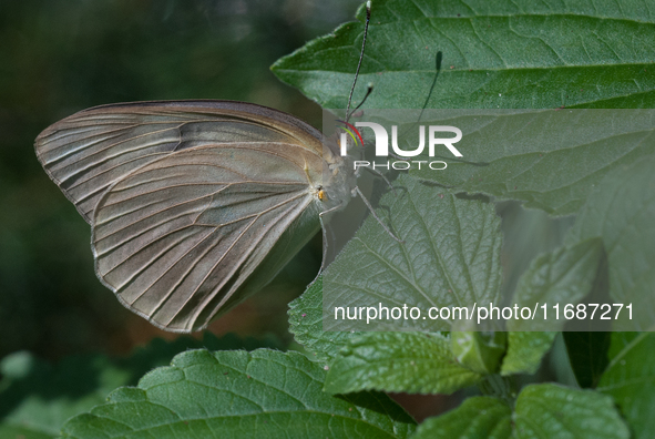 Great Southern White Butterfly 