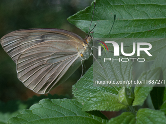 Great Southern White Butterfly (