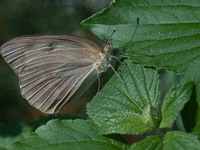 Great Southern White Butterfly (