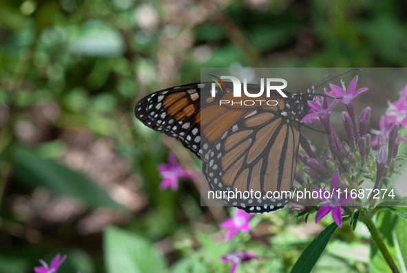 Dryas iulia, commonly called the Julia butterfly, Julia heliconian, the flame, or flambeau, is a species of brush-footed butterfly. It is th...