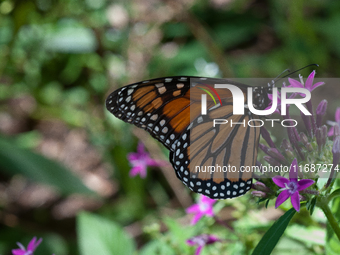 Dryas iulia, commonly called the Julia butterfly, Julia heliconian, the flame, or flambeau, is a species of brush-footed butterfly. It is th...