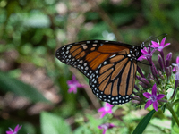 Dryas iulia, commonly called the Julia butterfly, Julia heliconian, the flame, or flambeau, is a species of brush-footed butterfly. It is th...