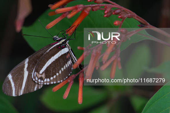 Heliconius charithonia, the zebra longwing or zebra heliconian, is a species of butterfly belonging to the subfamily Heliconiinae of the fam...