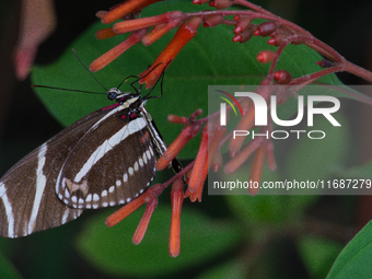 Heliconius charithonia, the zebra longwing or zebra heliconian, is a species of butterfly belonging to the subfamily Heliconiinae of the fam...