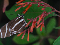 Heliconius charithonia, the zebra longwing or zebra heliconian, is a species of butterfly belonging to the subfamily Heliconiinae of the fam...